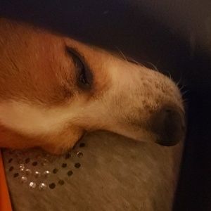 Meet your Posher, Susan